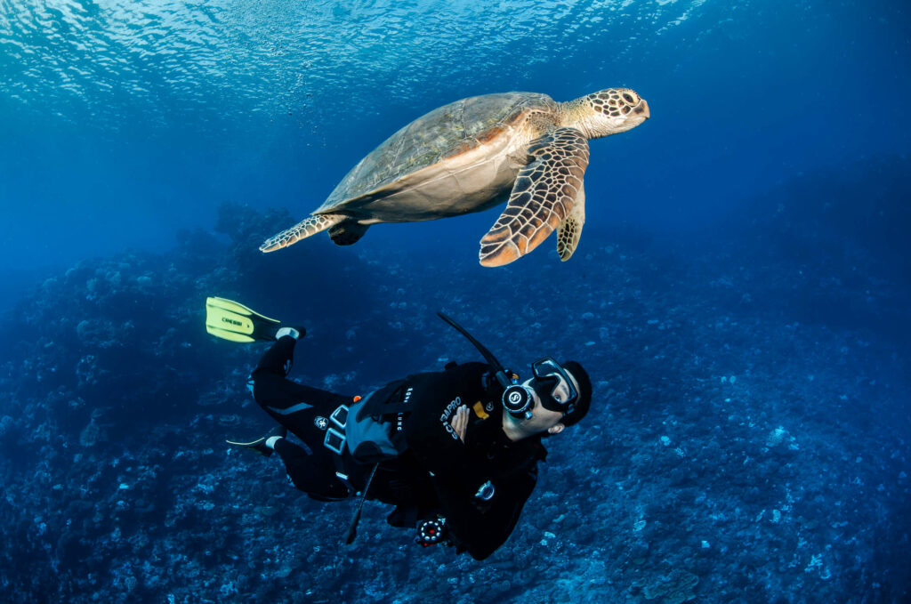 A scuba diver swimming alongside a majestic sea turtle in the clear blue waters of Bora Bora.